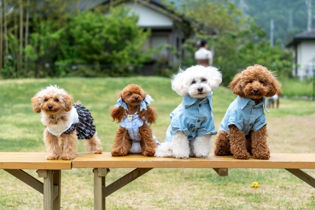 愛犬家FPが解説 ~ 犬を飼うために必要な費用とは(生涯費用)